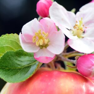 apple, apple blossoms, spring-2274007.jpg