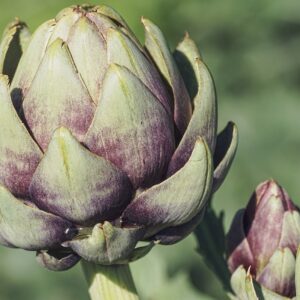 artichokes, vegetables, food-3594246.jpg