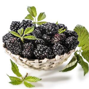blackberries, fruits, berries-6553147.jpg
