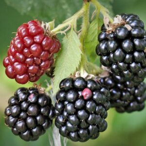blackberry, fruit, fresh-4375692.jpg