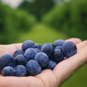 blueberries, fruits, farm-6352547.jpg