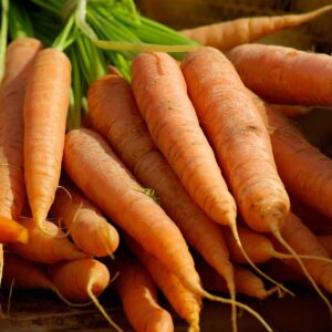 carrots, vegetables, vegetable garden-673201.jpg