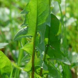 common dandelion, dandelion leaf, leaf-54079.jpg