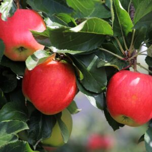 three, apple, sad-3636317.jpg